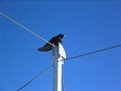 Bird on Pole.jpg